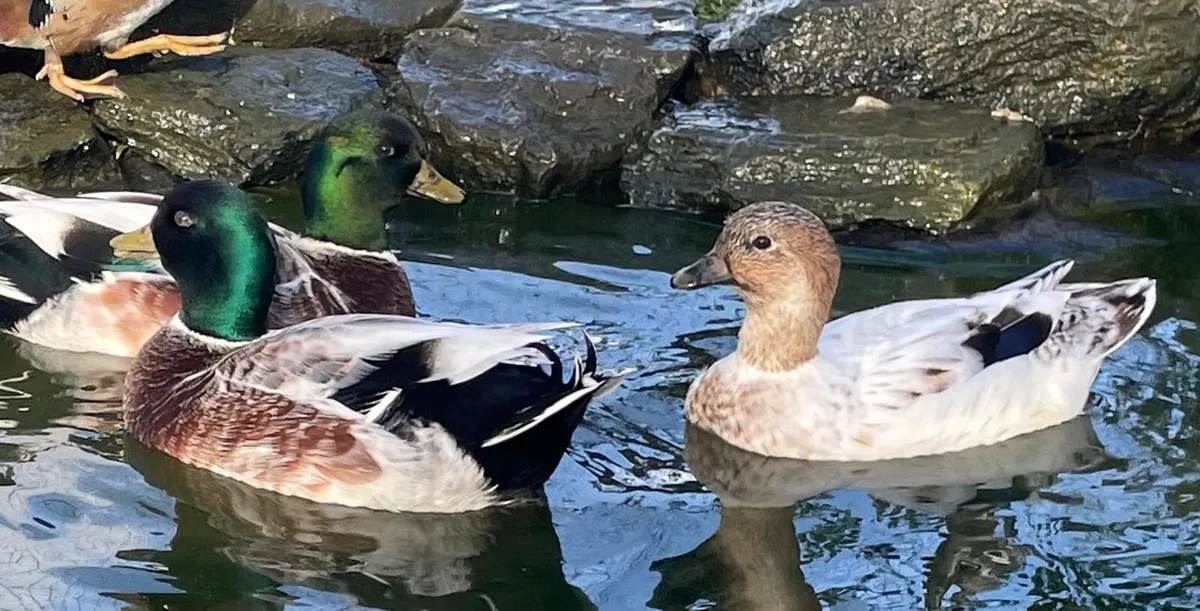 Abacot call ducks