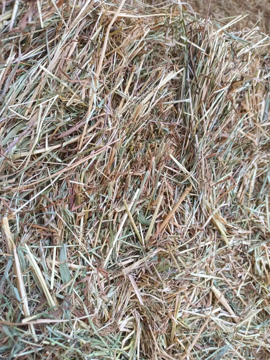 Premium Horse Hay - Image 1