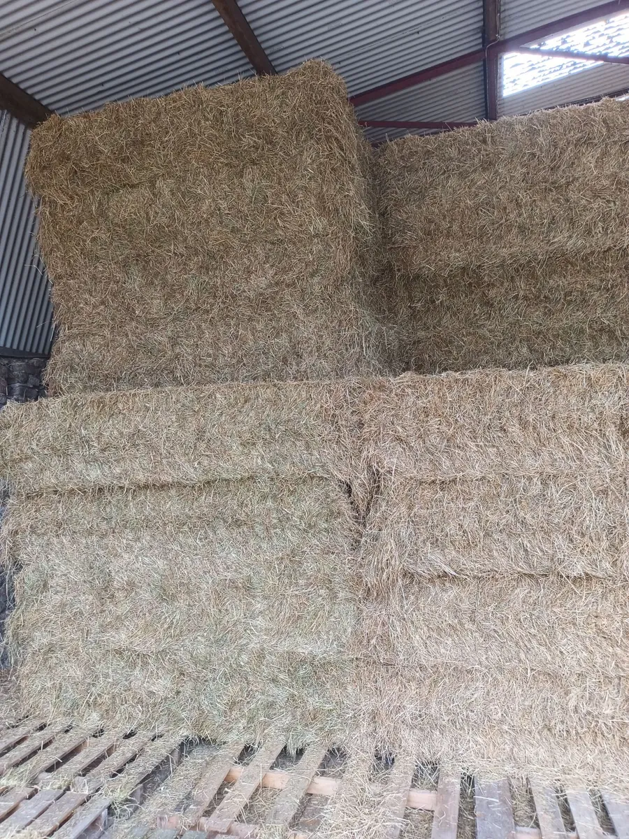 Premium Horse Hay - Image 2