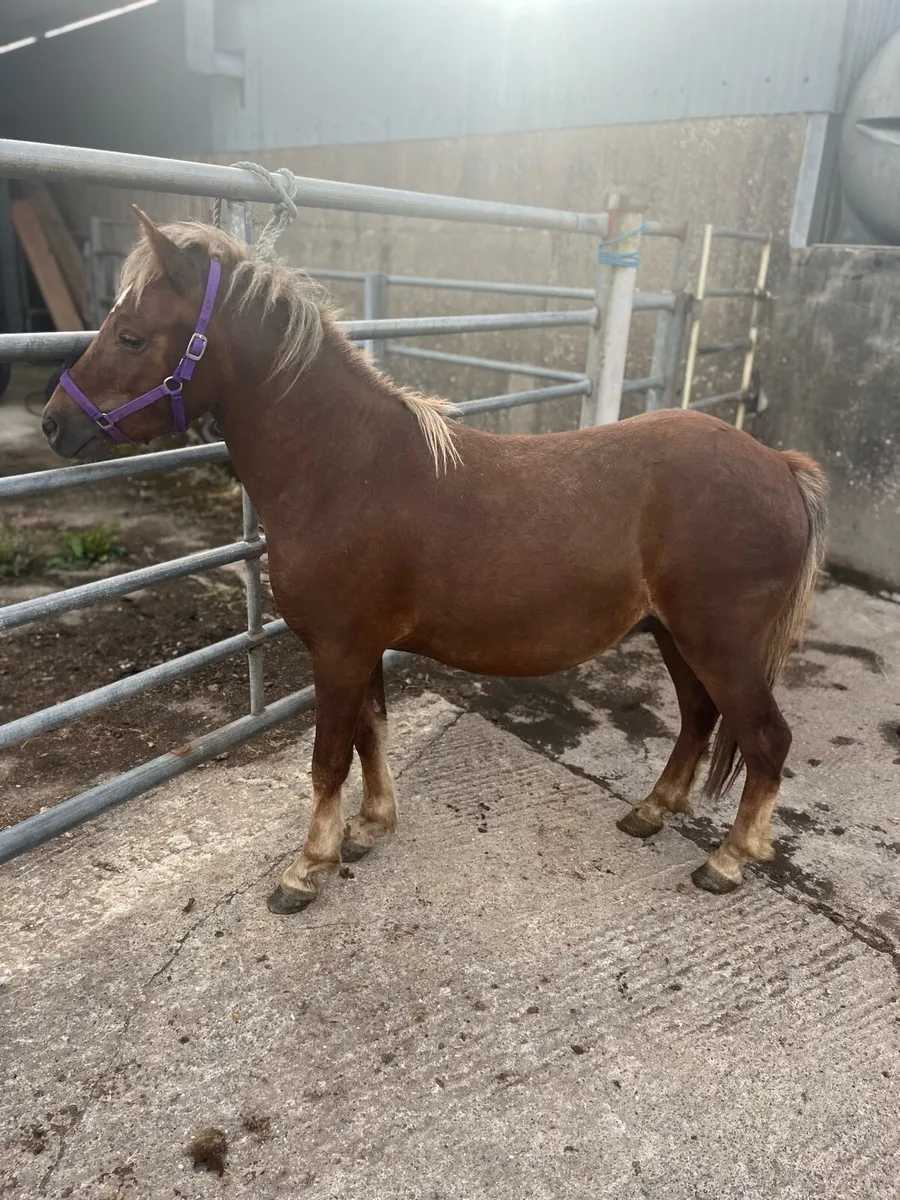 Kerry bog pony - Image 3