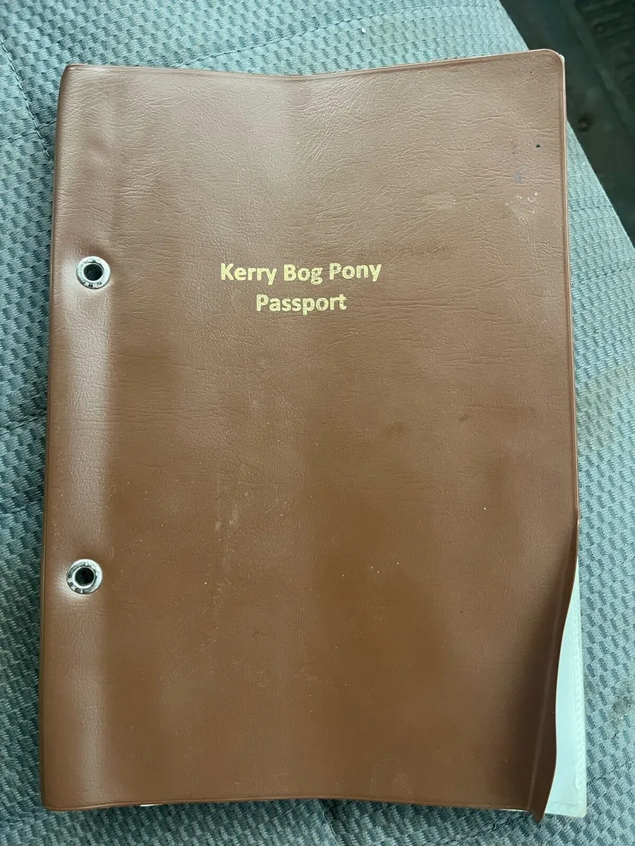Kerry bog pony - Image 4