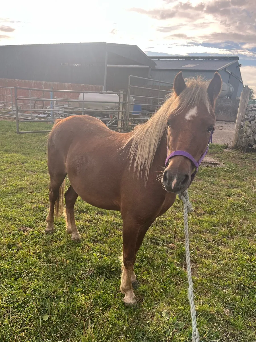 Kerry bog pony - Image 1