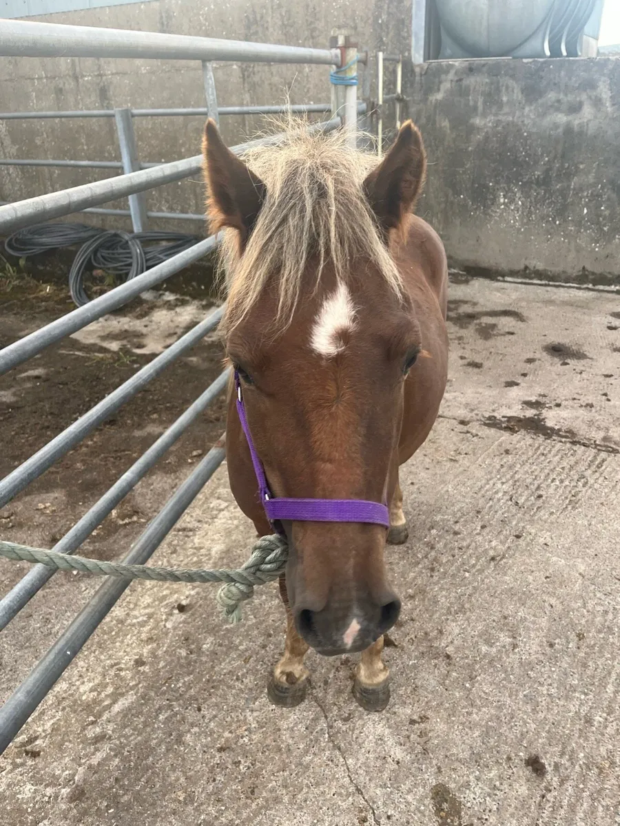 Kerry bog pony - Image 2