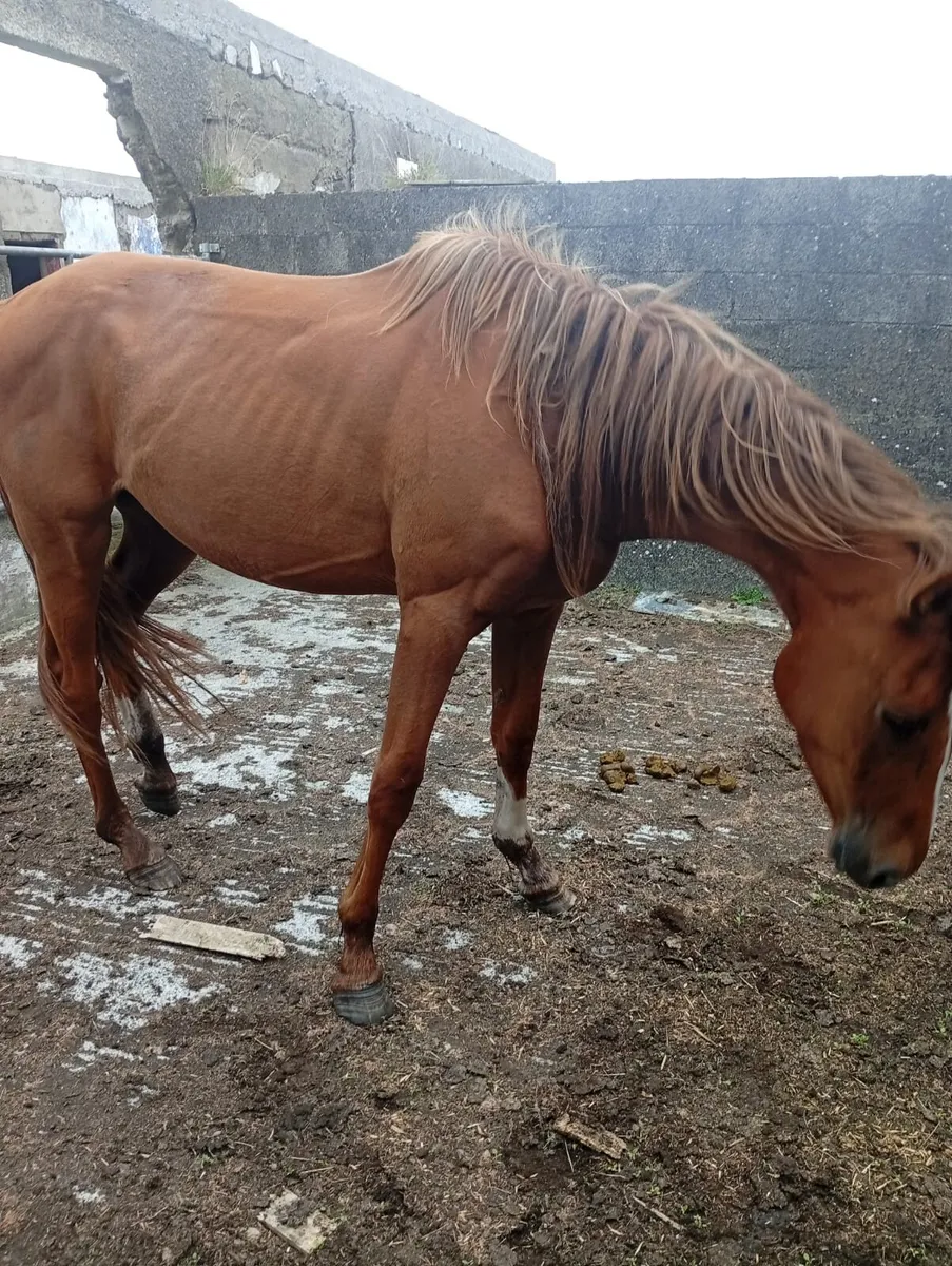 3 Year Old Gelding - Image 2