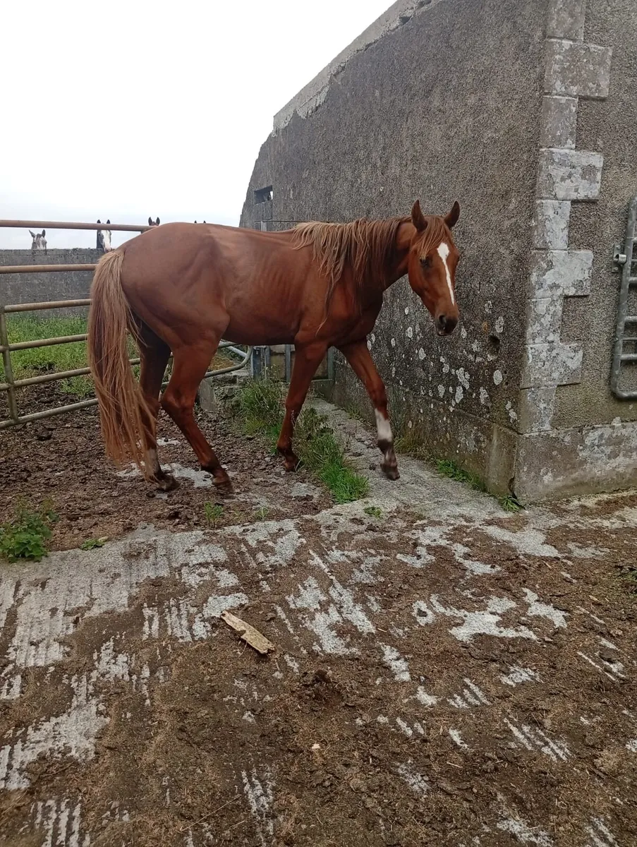 3 Year Old Gelding - Image 3