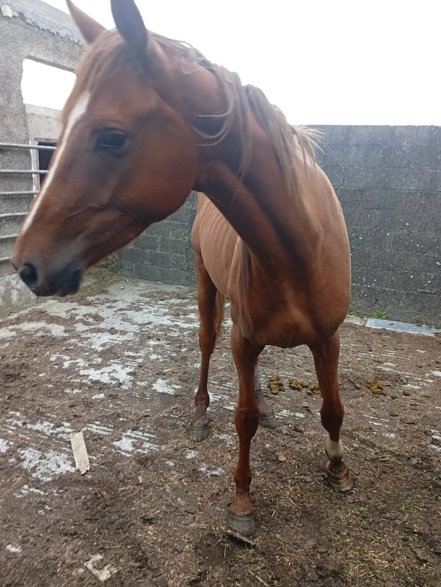 3 Year Old Gelding - Image 1