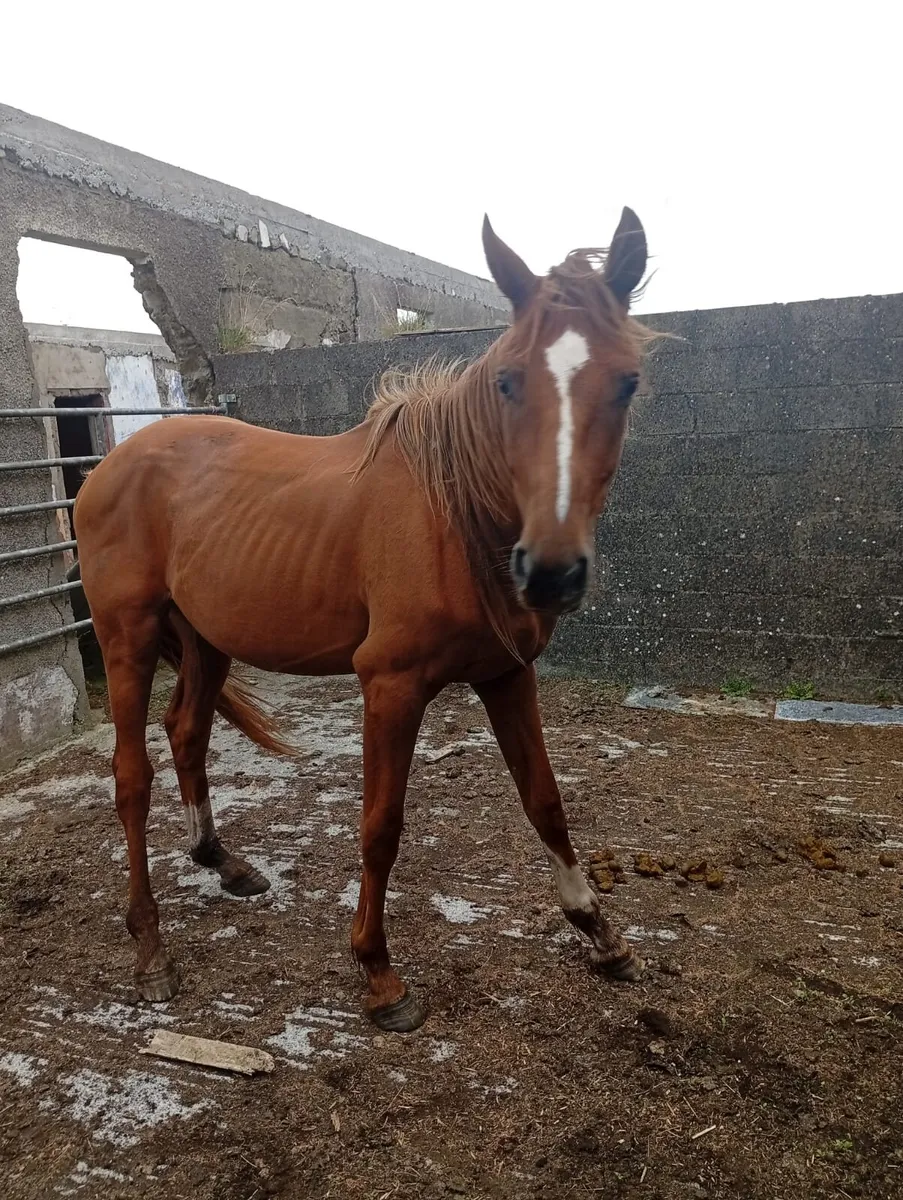 3 Year Old Gelding - Image 4