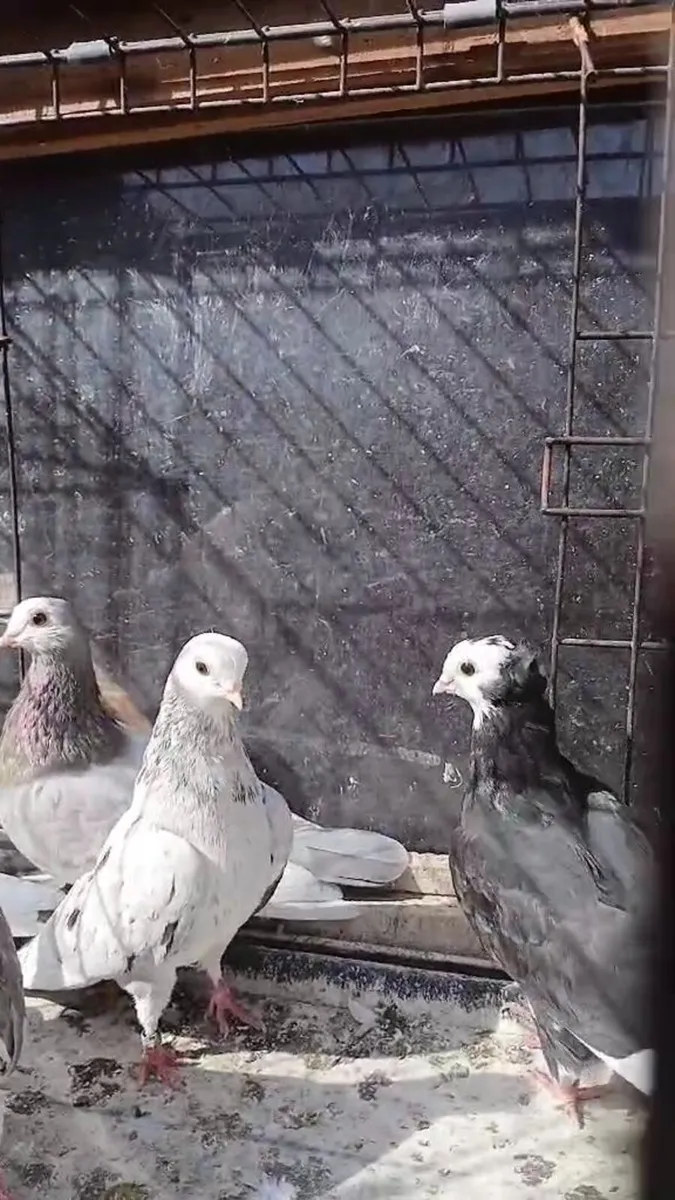 Birds - Image 1