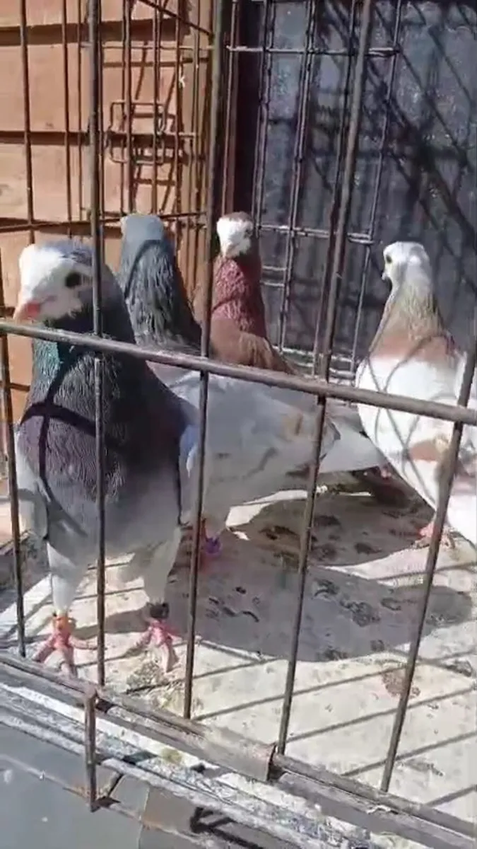 Birds - Image 4