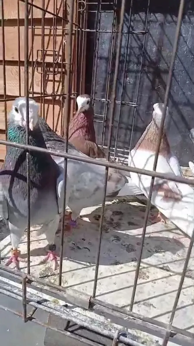 Birds - Image 3