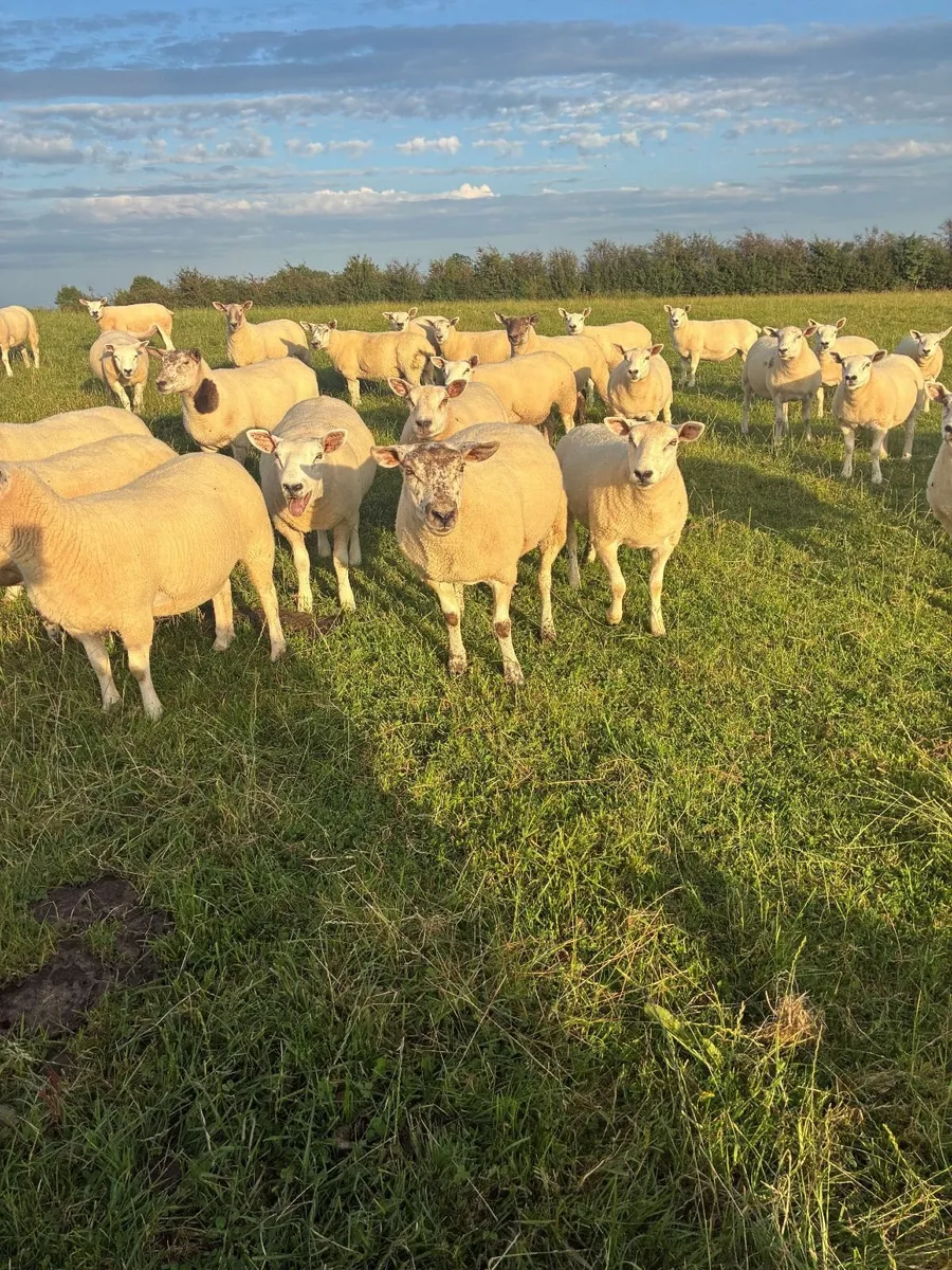Quality Hoggets - Image 4