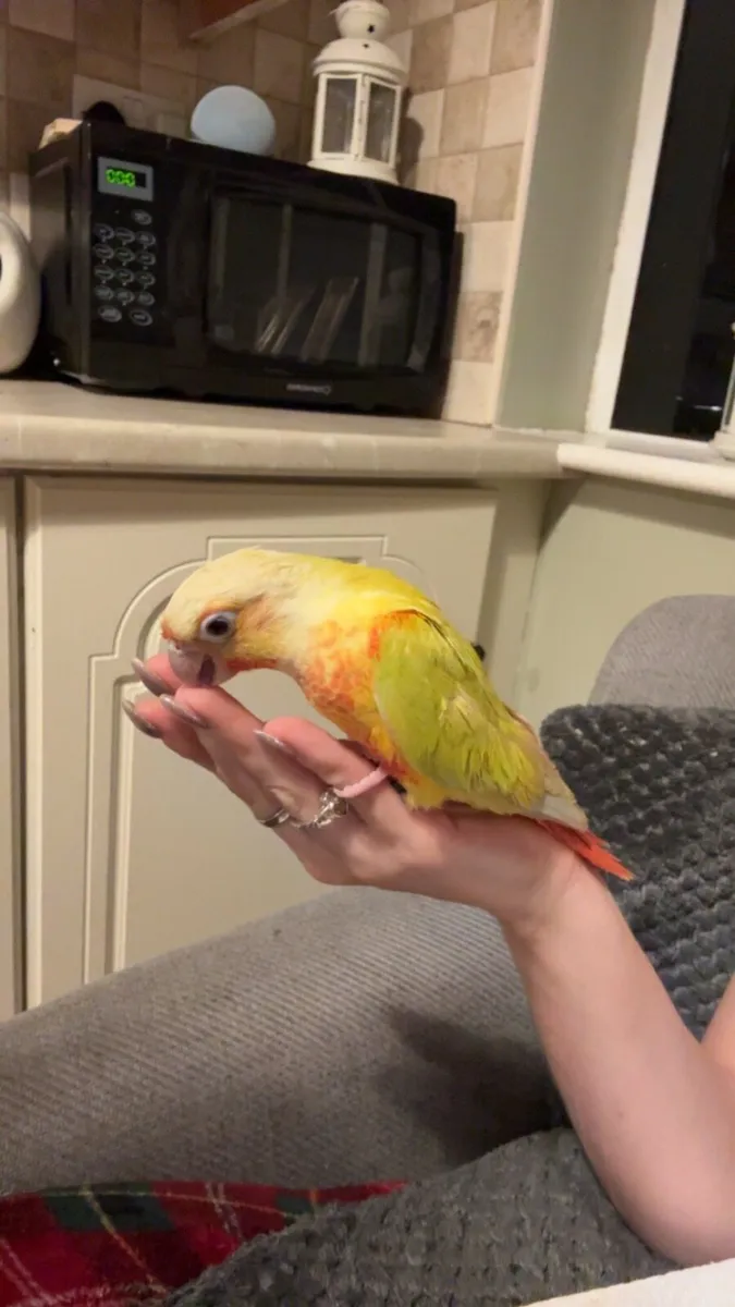 Conure - Image 2