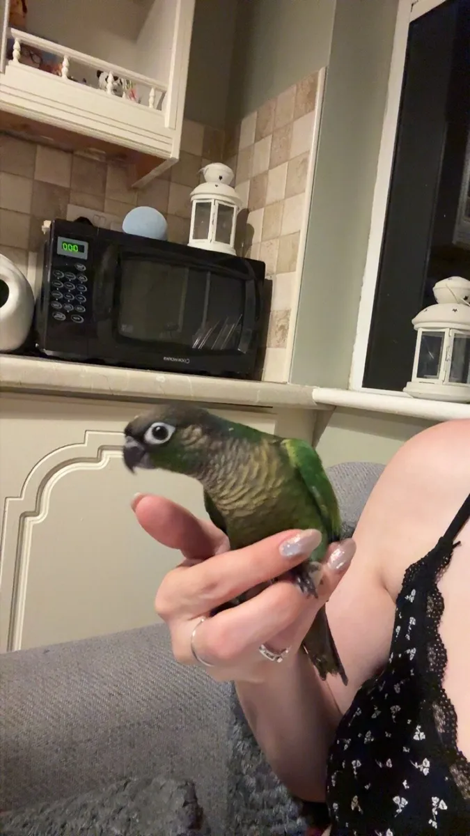 Conure - Image 3