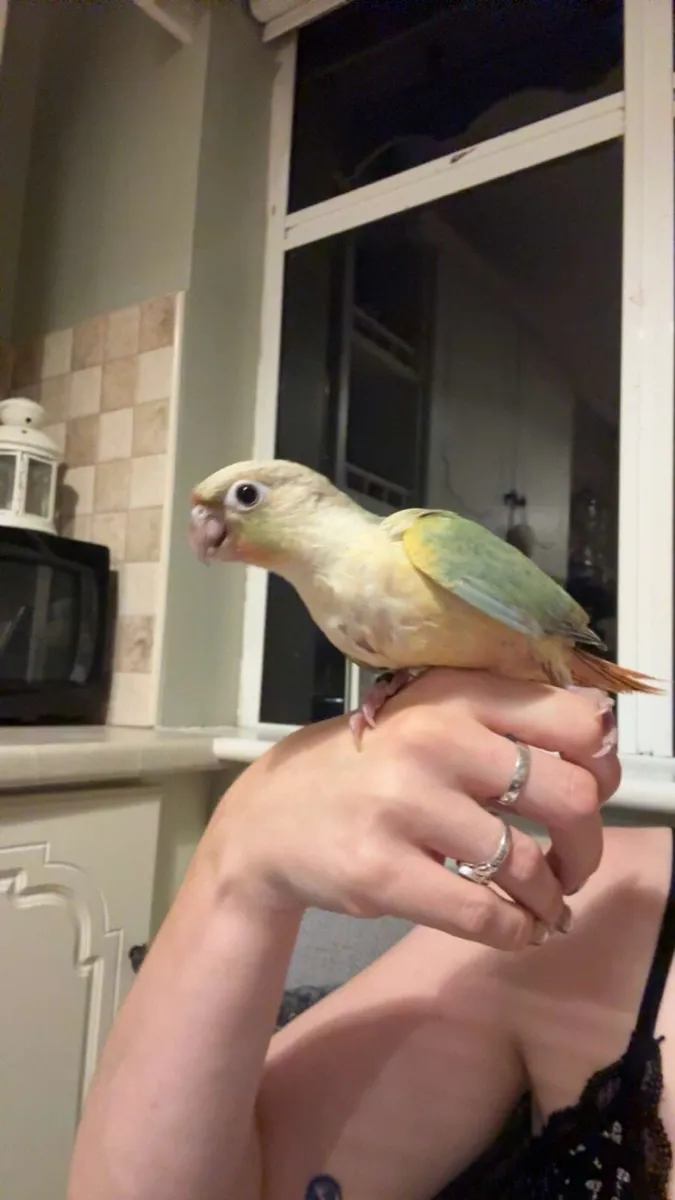 Conure - Image 4