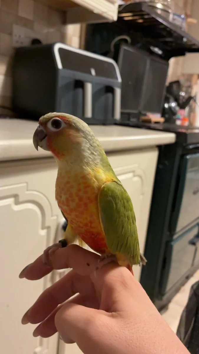 Conure - Image 1