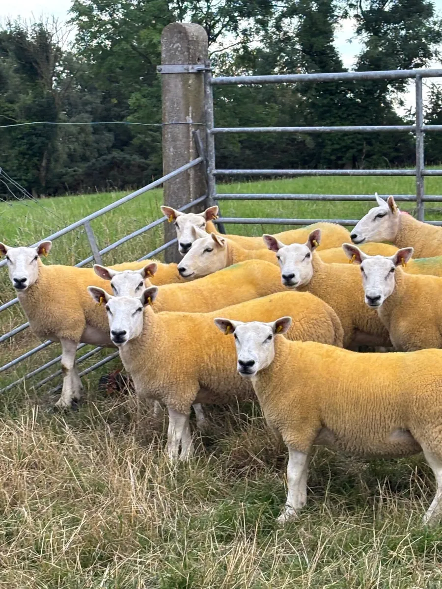 Sheep - Image 1