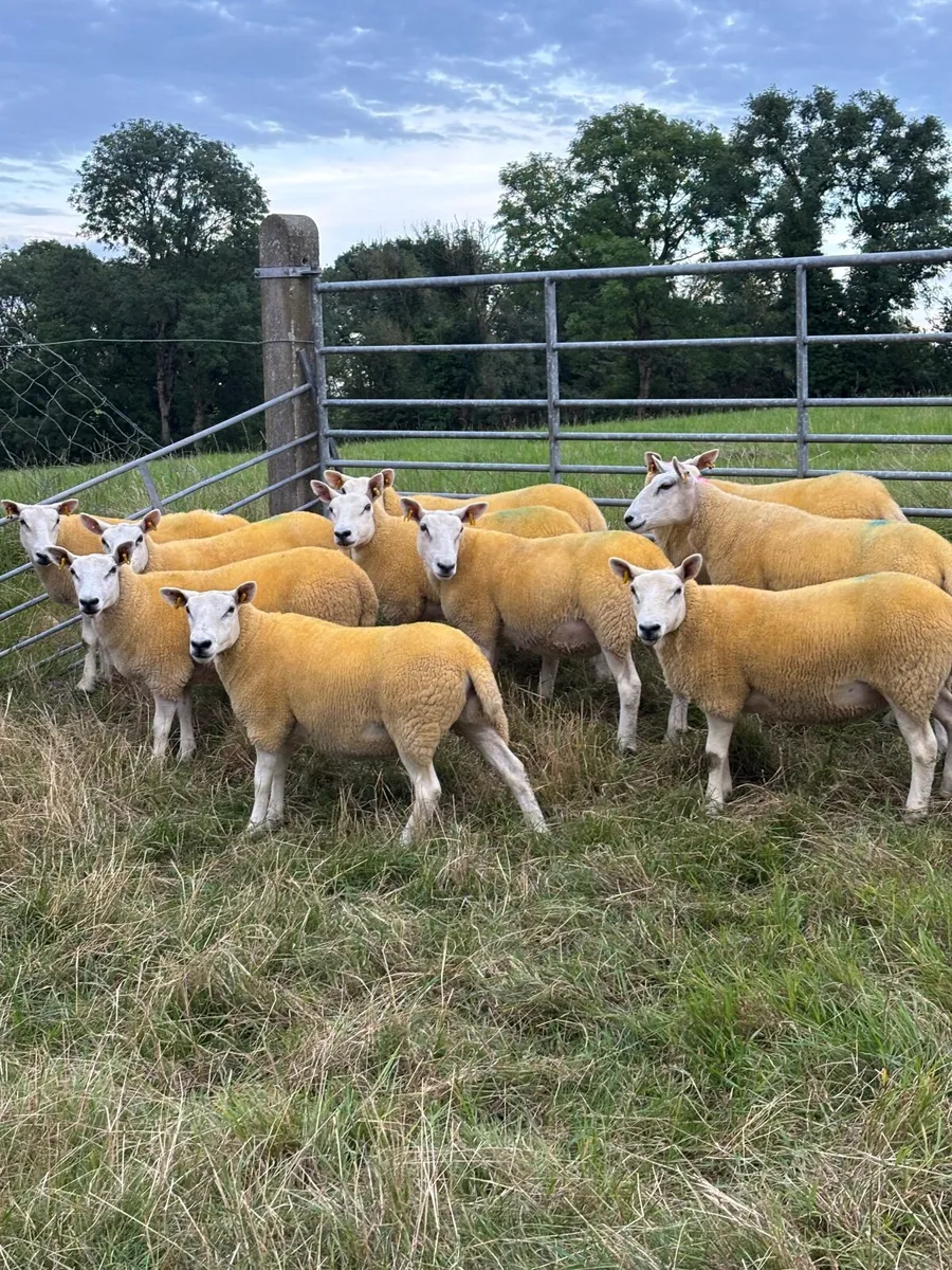 Sheep - Image 2