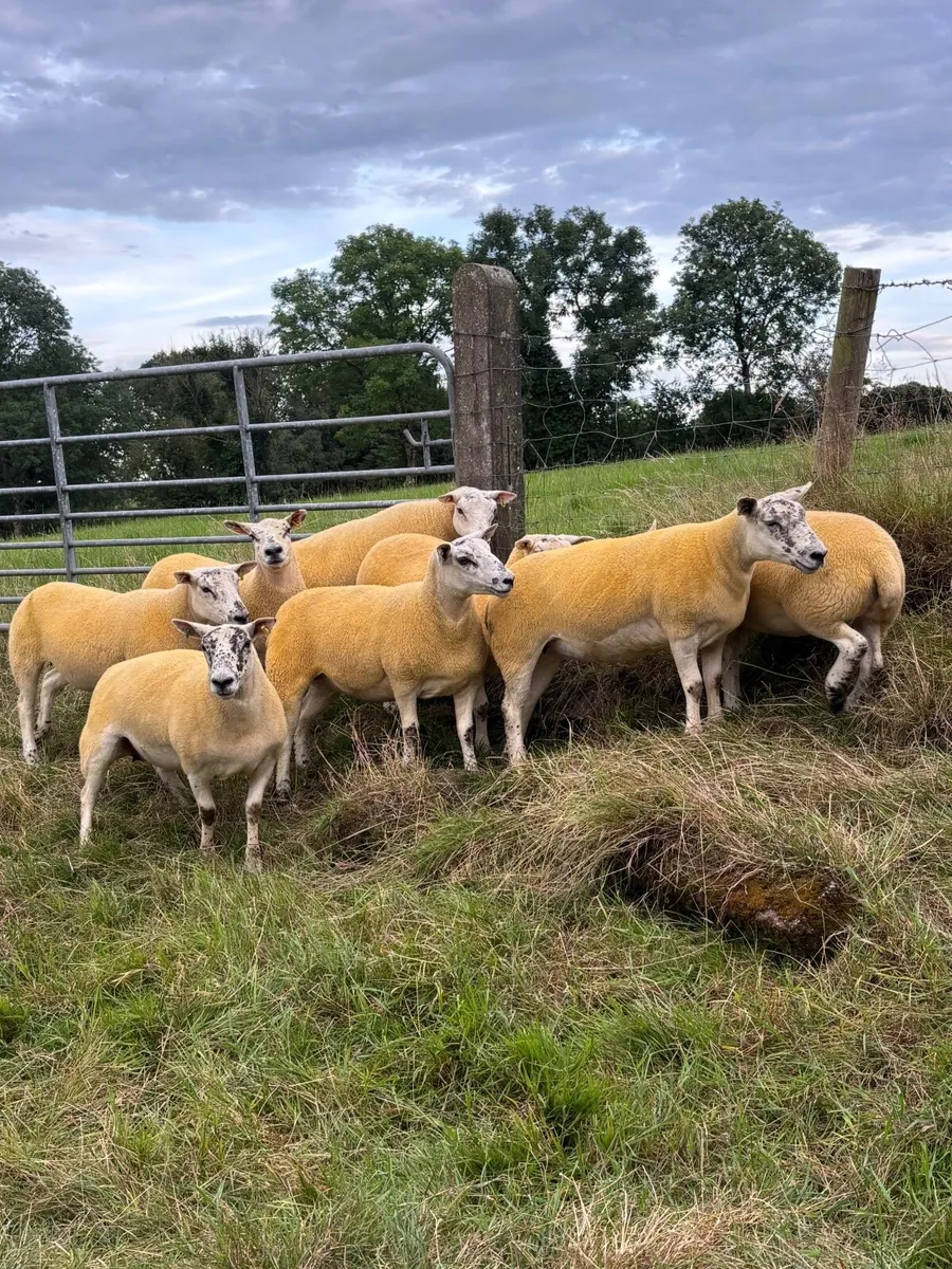 Sheep - Image 3
