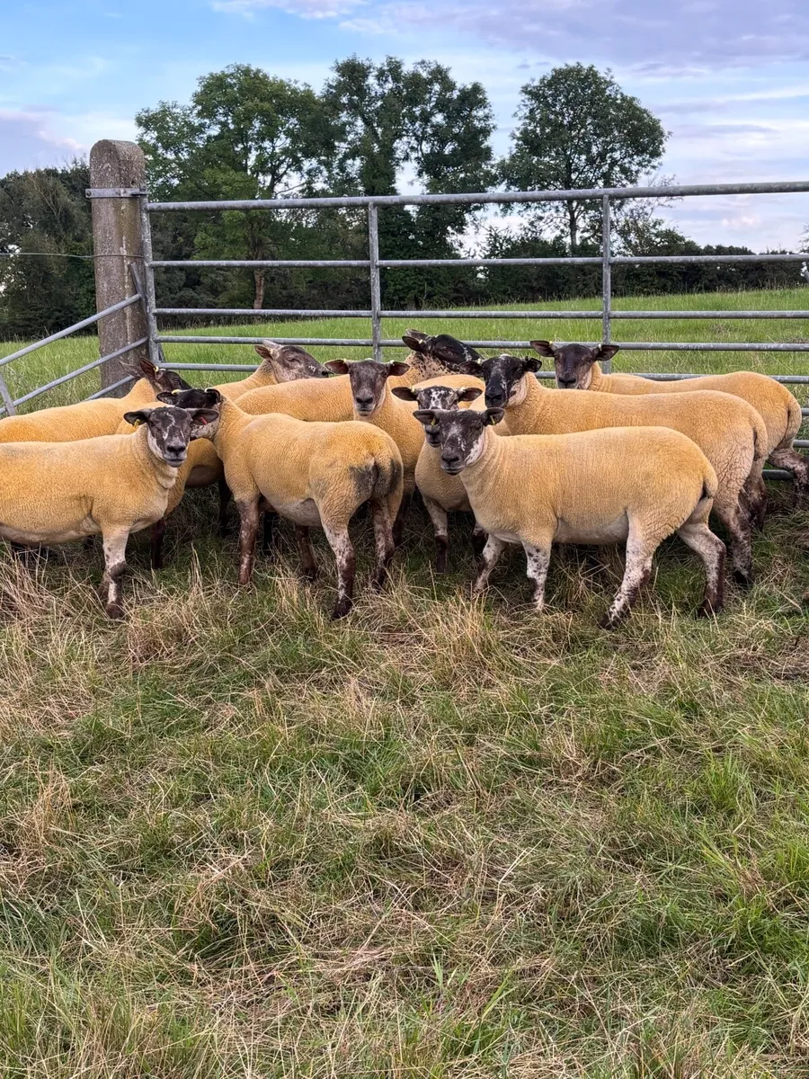 Sheep - Image 4