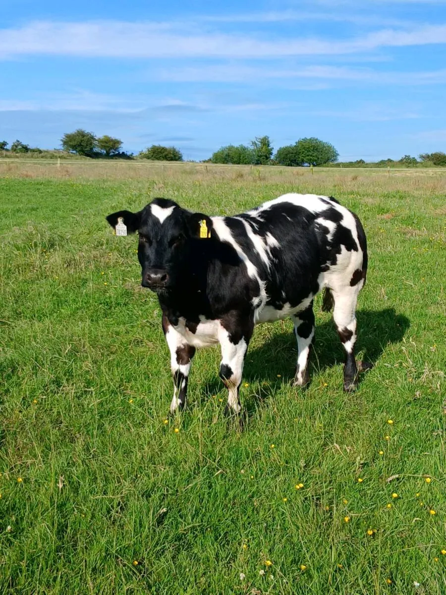 🔥🔥🔥SHOW QUALITY HEIFER🔥🔥🔥 - Image 1