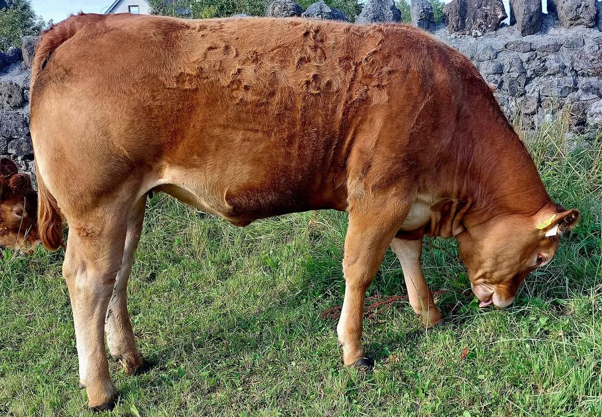 5 star Pb limousin heifers - Image 1