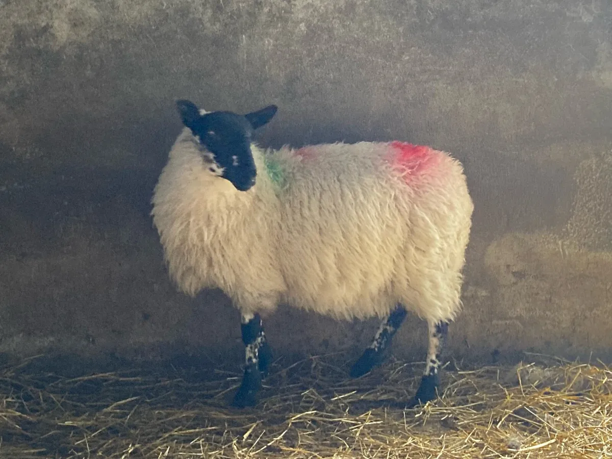 8 Crossbred Ewe Lambs - Image 4