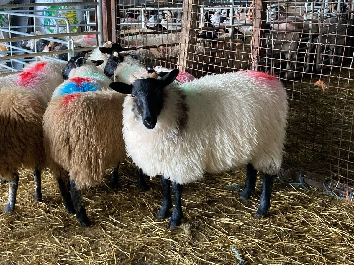 8 Crossbred Ewe Lambs - Image 2