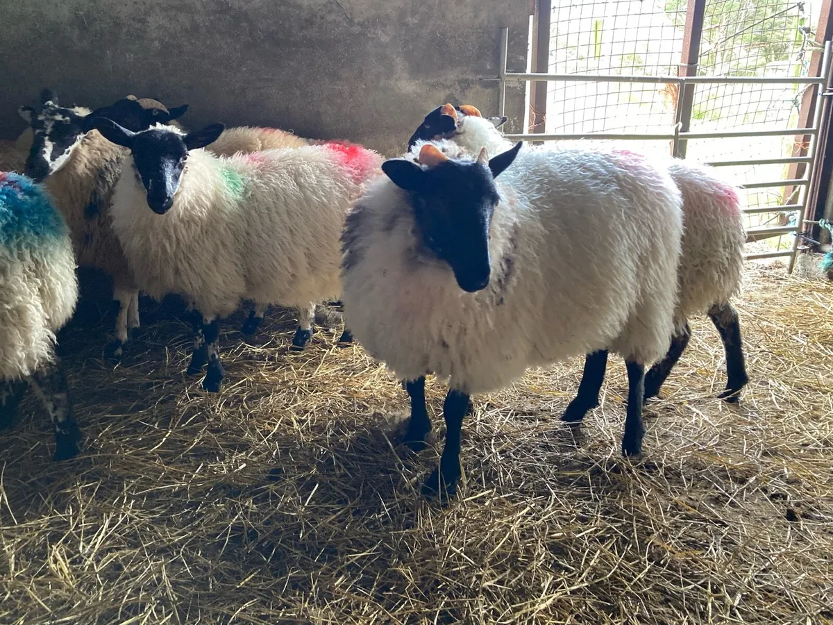 8 Crossbred Ewe Lambs - Image 3