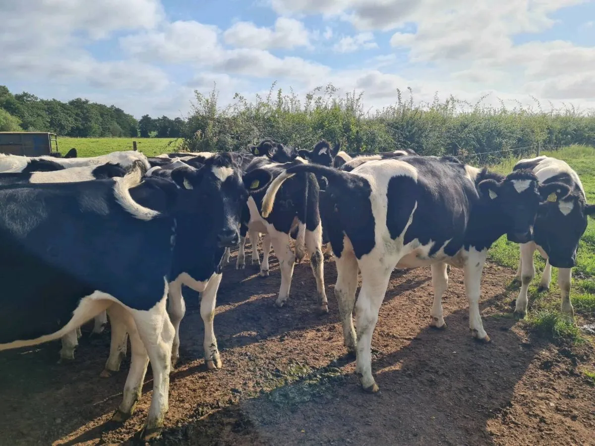 British friesian incalf Heifers - Image 2