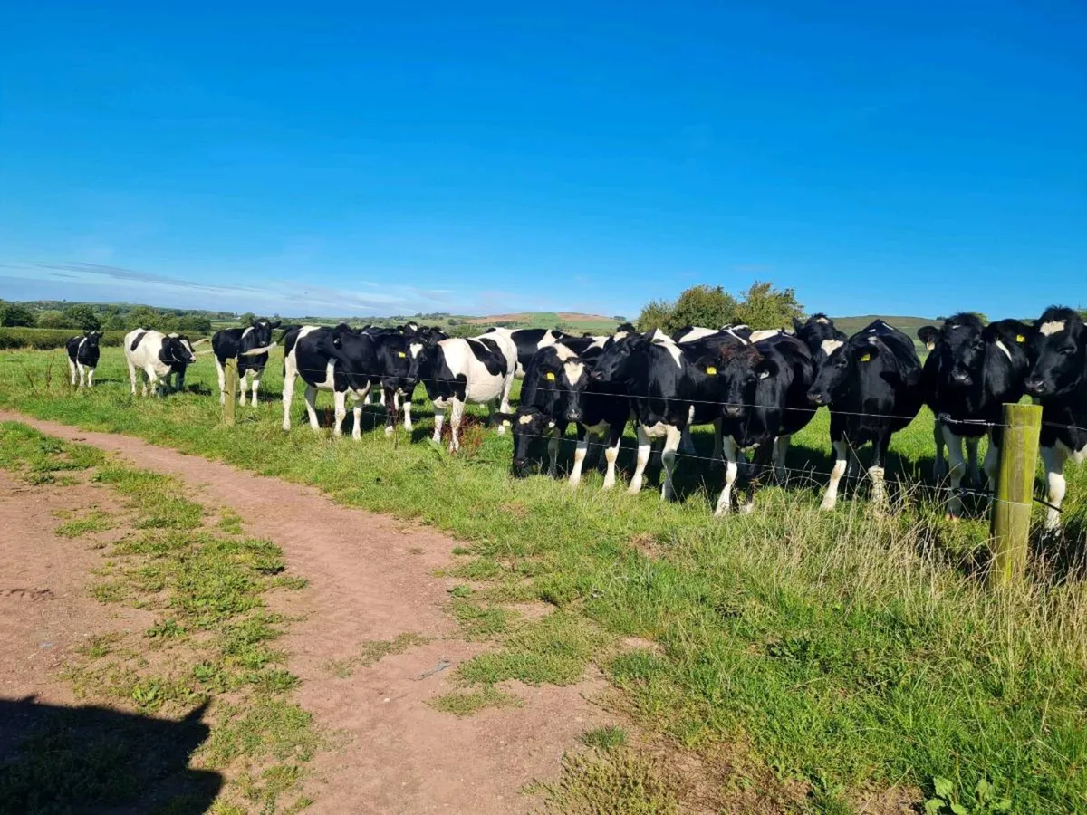 British friesian incalf Heifers - Image 3