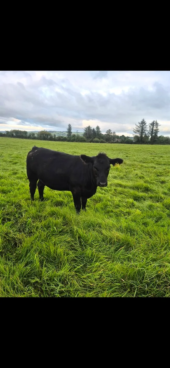 PB R Angus Heifer . Sired by AA4089 - Image 2