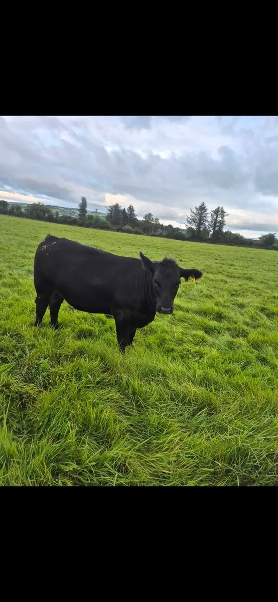 PB R Angus Heifer . Sired by AA4089 - Image 3