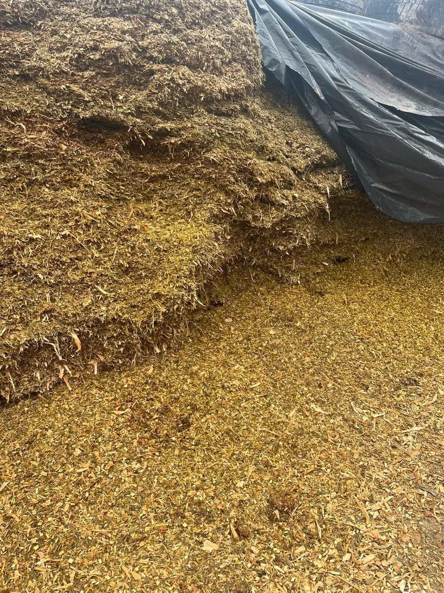 maize silage