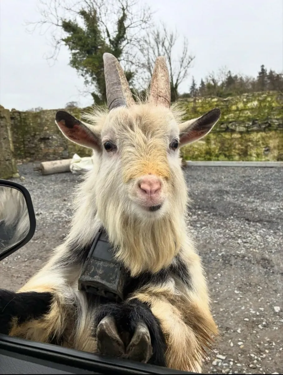 Pygmy Buck Goat - Image 1