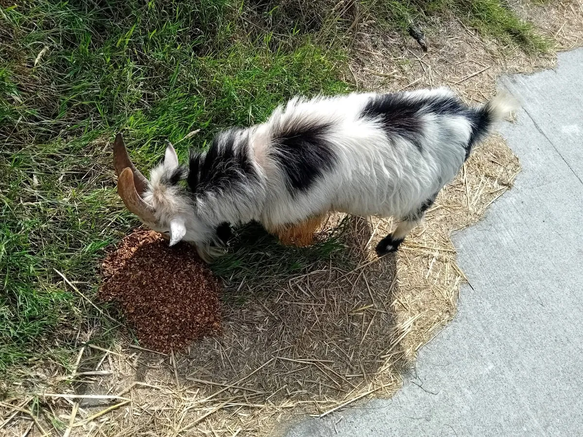 Pygmy Buck Goat - Image 2