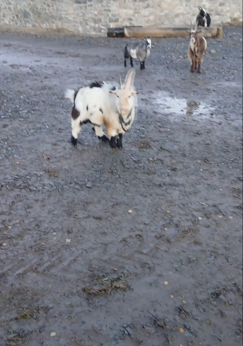 Pygmy Buck Goat - Image 3