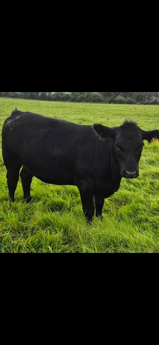 PB R Angus Heifer . Sired by AA4089 - Image 1