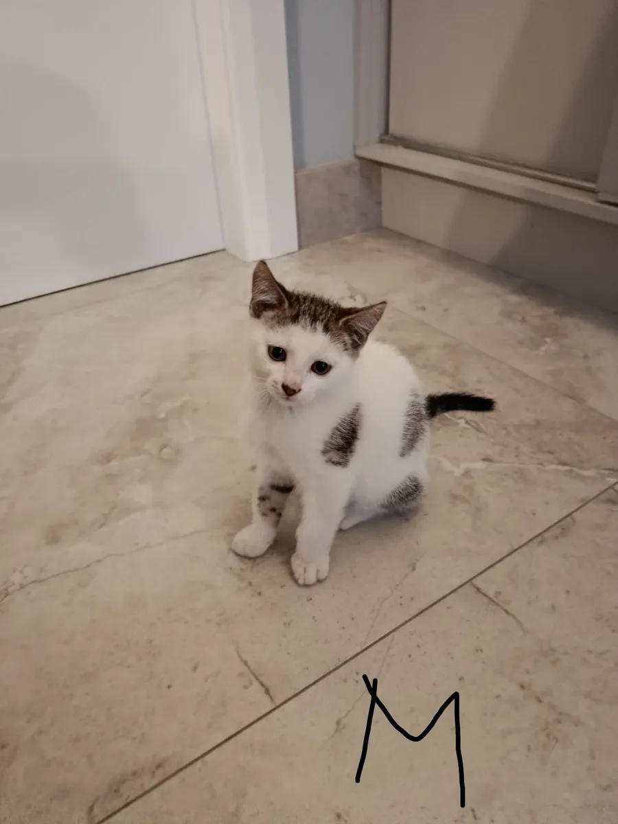 Kittens - Image 1