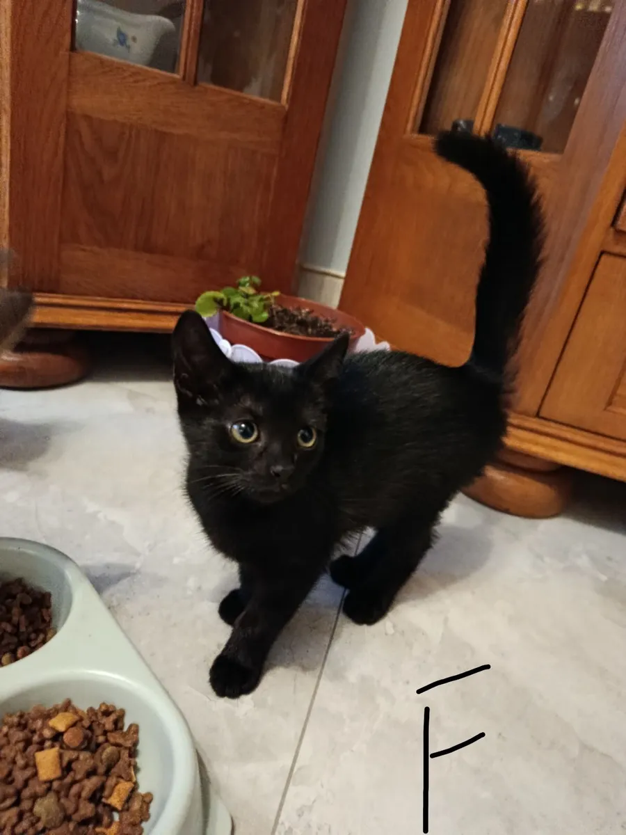 Kittens - Image 3