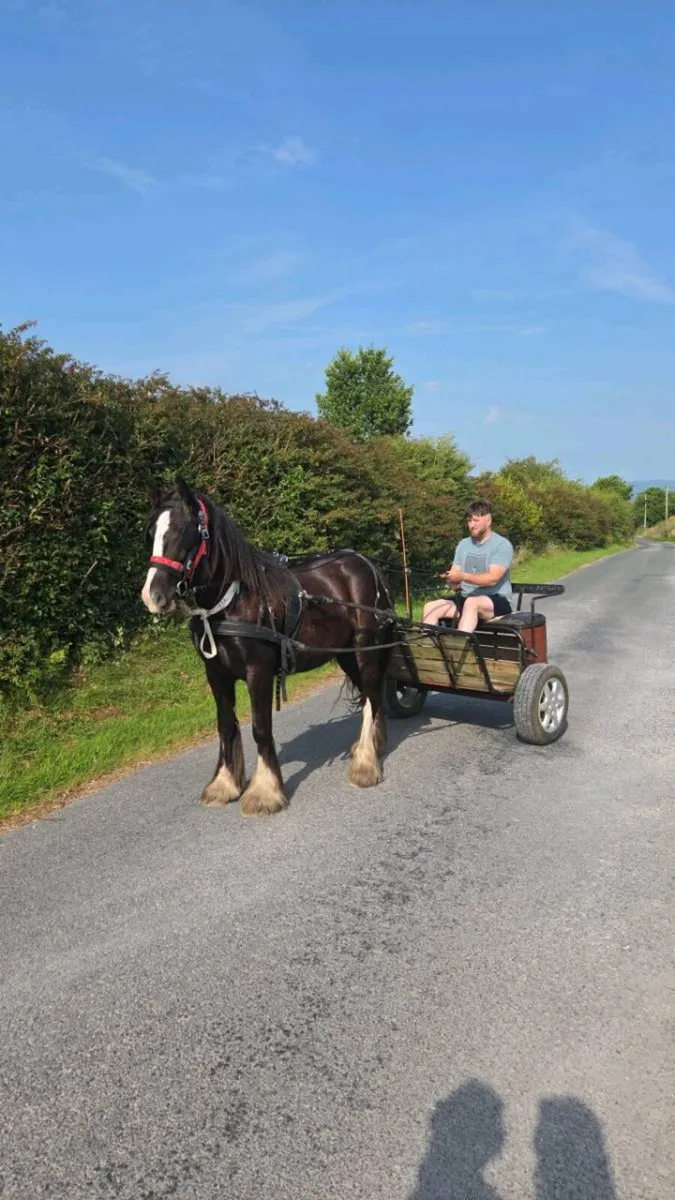 Cob filly for sale - Image 1