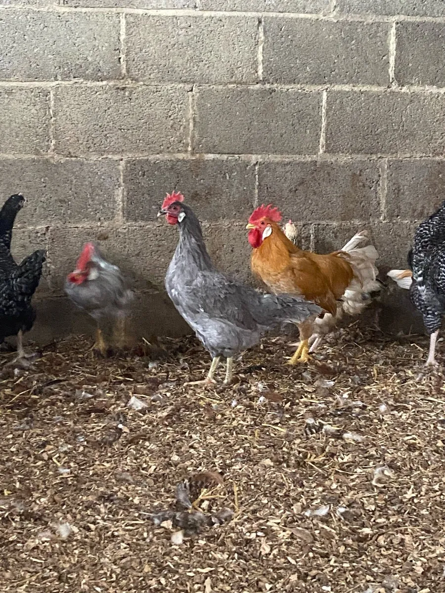 Poultry - Image 2