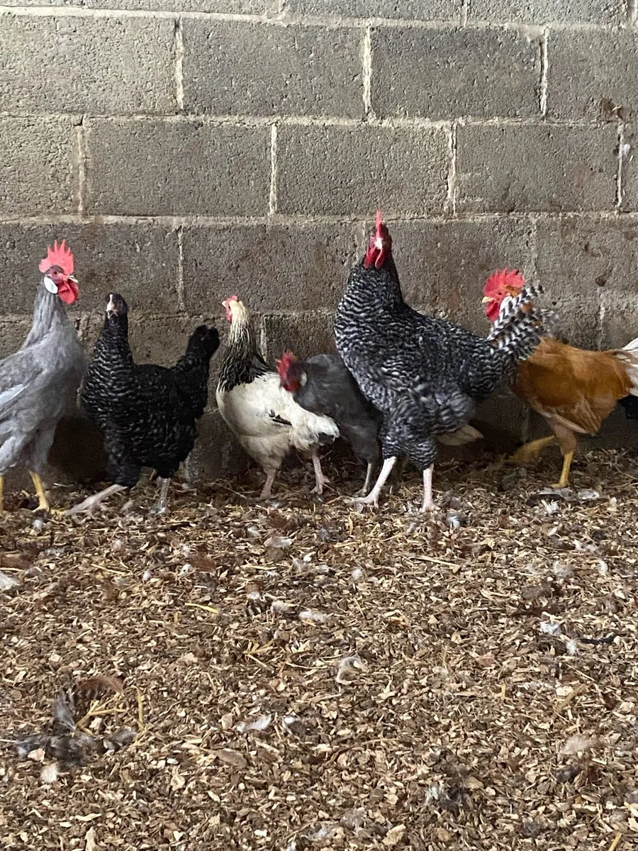 Poultry - Image 4