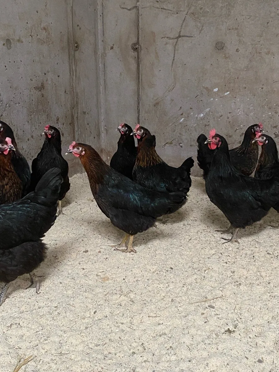 Poultry - Image 1