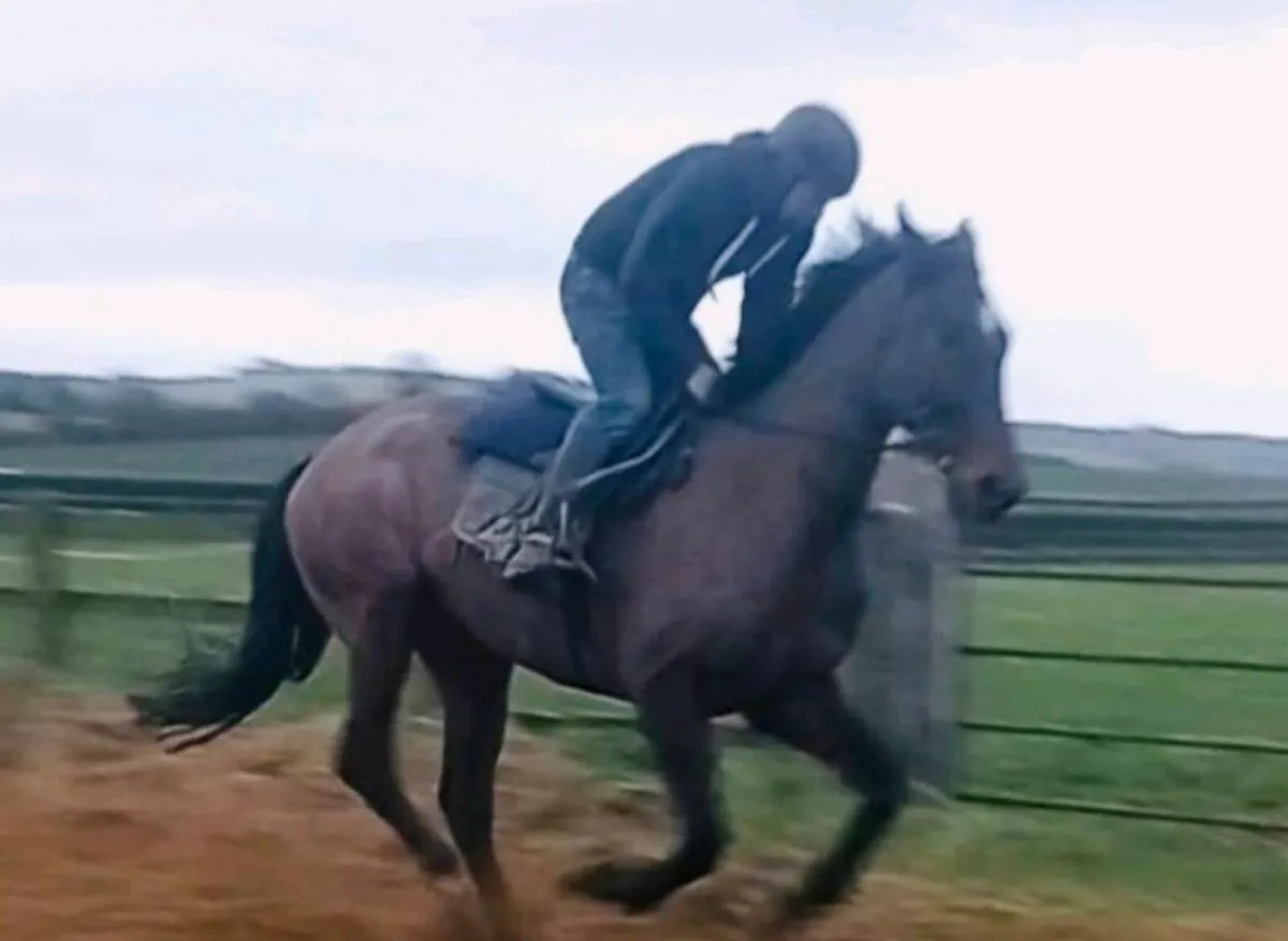 Amateur jockey - Image 4