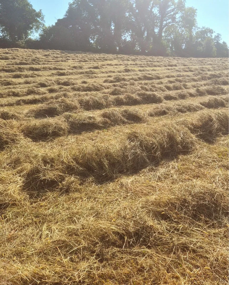 Nice square hay bales. - Image 1