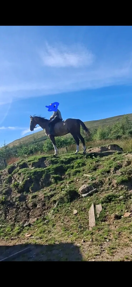 Horse - Image 2