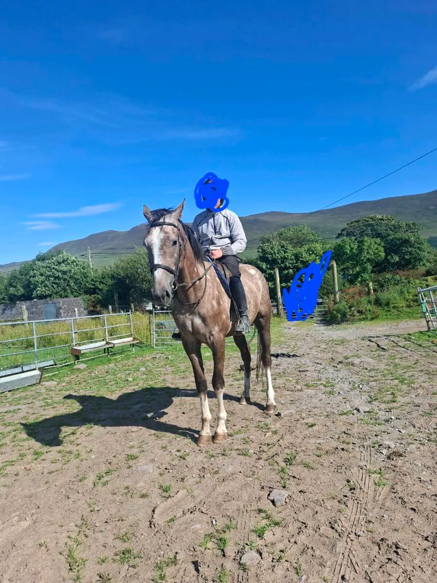 Horse - Image 4
