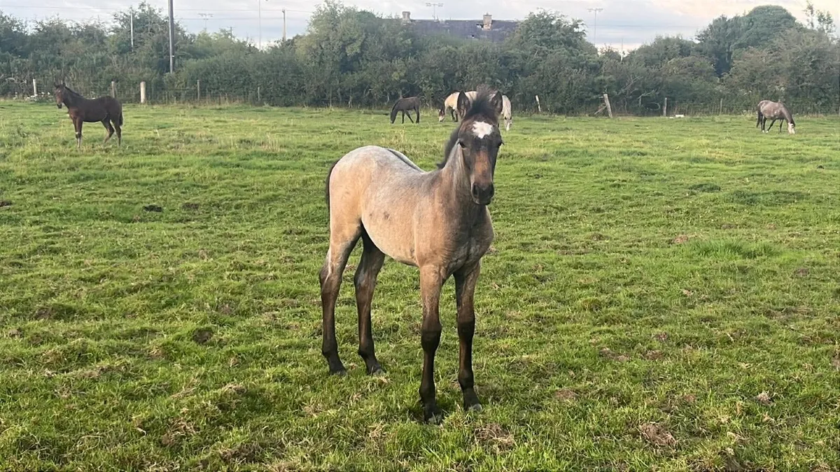 Connemara foals - Image 1
