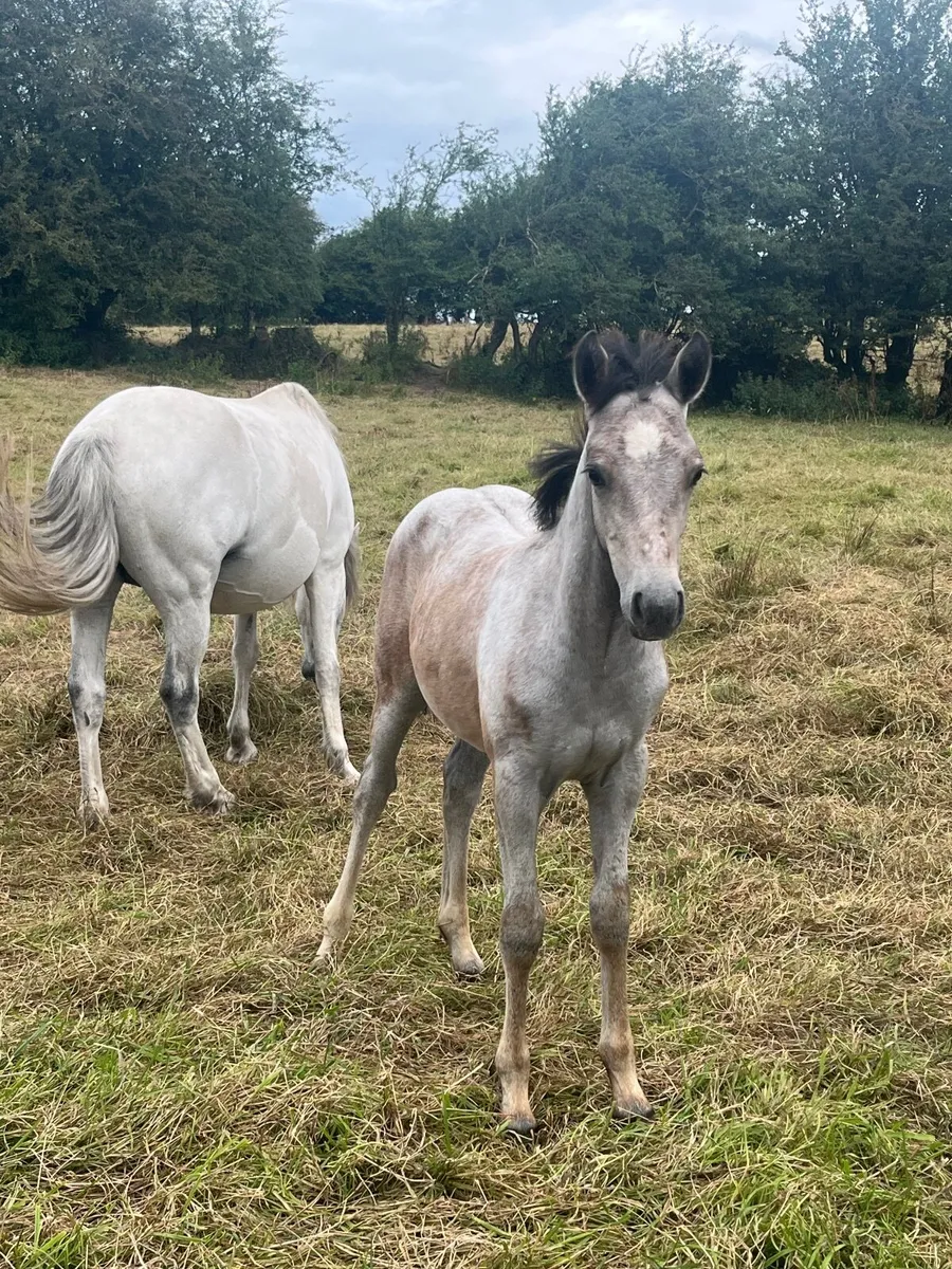 Connemara foals - Image 4