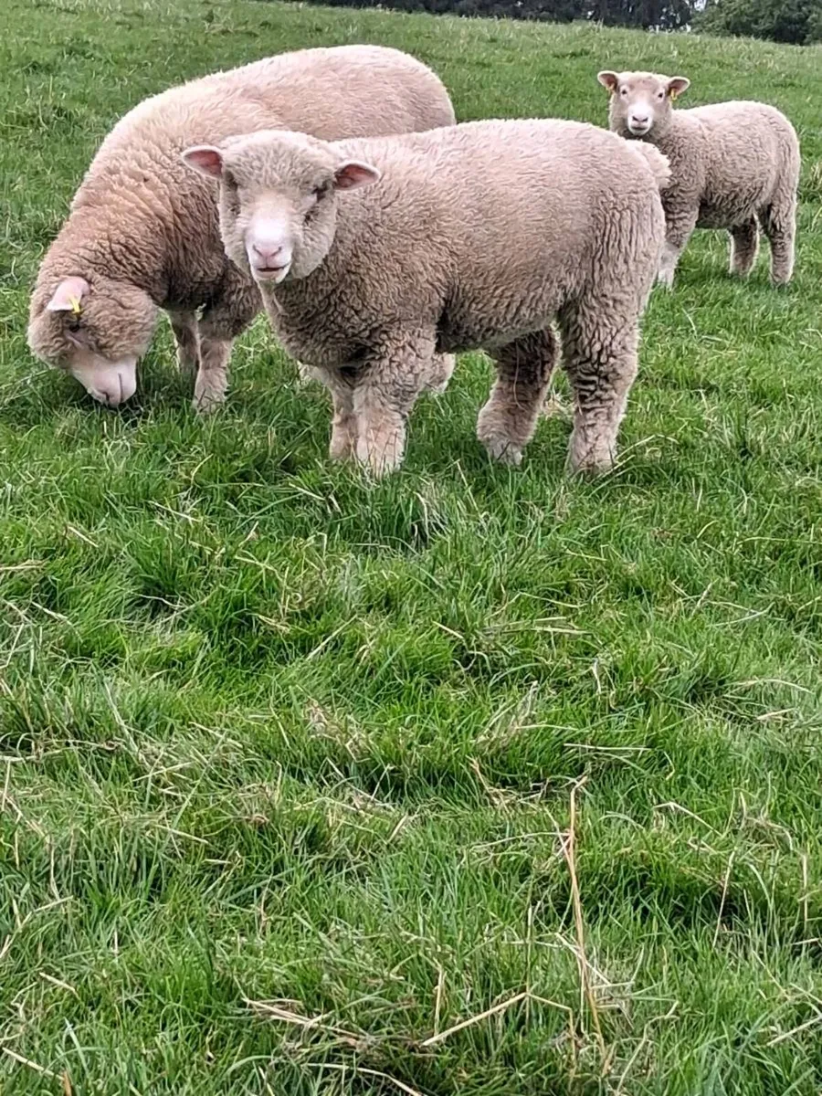 Dorset ram lambs - Image 2